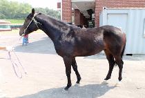 ���̽���Ʈ (ACE BOLT) ����