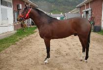 ���̽����� (RACE WANGCHO) ����