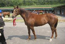 �Ѷ���� (HALLABULPAE) ����