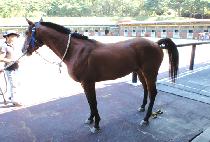 ����Ʈī (PERFECT CAR) ����