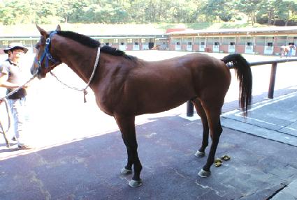 ����Ʈī ����