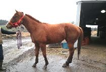 õ�� (CHEONJEOM) ����