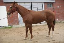 ����Ʈ���� (YES TRIPLE) ����