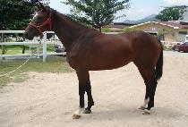 ��ũ���̾� (PINK DIA) ����