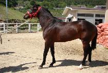 ��ǳ���� (GWANGPUNGJEWOL) ����