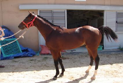 ������ ����