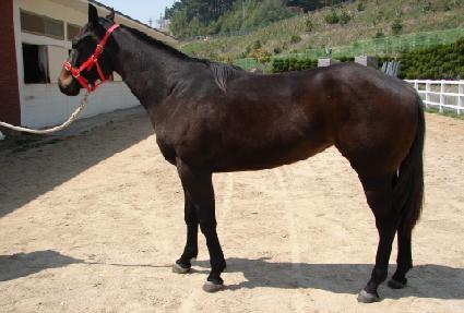 ����Ƽ��̼� ����