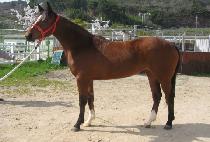 ������Ʈ (MAHA JET) ����