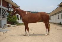 ��ũ���� (SHOCK STUN) ����