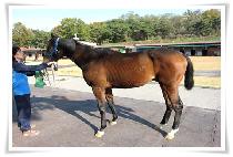 ��õ�¿� (BICHEONTAEWANG) ����