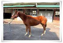 ������ (NEW BLUE) ����