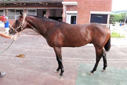 ���̾Ƹ���� ����