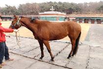 ���Ǻ����� (HAPPY VOLPONI) ����