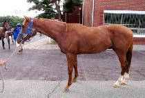 �Ҽ�� (SOSWAEWON) ����