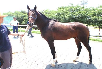 ��Į���� ����