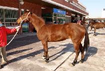 ĳ�� (CARAT) ����