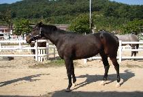 �Ѷ󸶿�ƾ (HALLA MOUNTAIN) ����