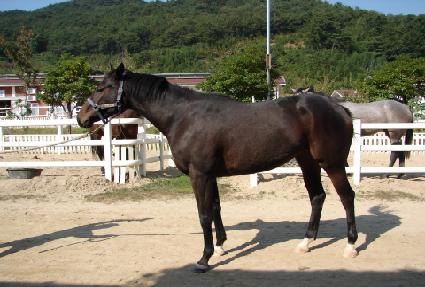 �Ѷ󸶿�ƾ ����