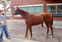 õ�� (CHEONSEOM) ����