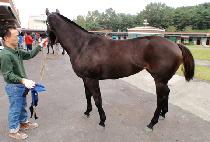 ��Ű�� (YANKEE VIXEN) ����