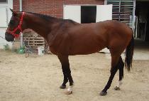 ���׺��ġ�� (STEVIA CHIEF) ����