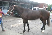 õ�� (CHEONSEUNG) ����