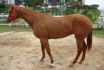 ���̾�ġ�� (J.R. CHIEF) ����