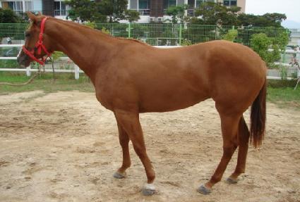 ���̾�ġ�� ����