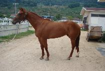 ġ������ (CHIEF LOVE) ����