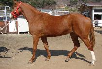 ���ι� (YELLOW MOON) ����