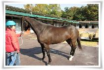 ġ���Ҵ� (CHIEF PANDA) ����