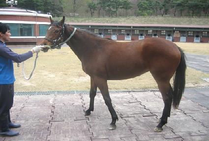 �������ī ����