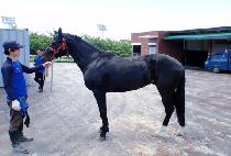 ������ĸƾ (REVERSE CAPTAIN) ����