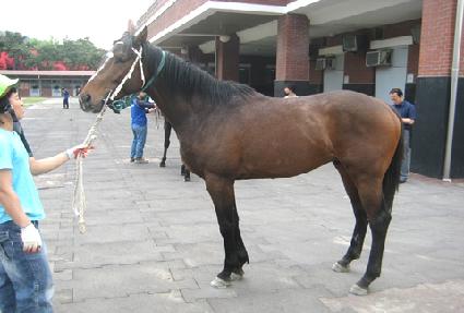 ����� ����