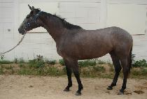 �ǹ�ī�� (SILVER CARO) ����