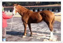 YONGWANG BROTHERS picture