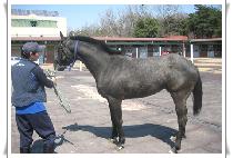 �����Ǿ�ħ (JEGUGUI ACHIM) ����