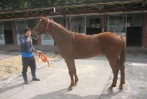 ŷ�ʵ� (KING FIELD) ����