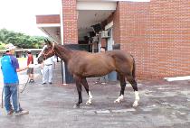 �˷��׸��ø� (ALLEGRISSIMO) ����