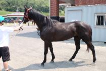 ����Ʈ���� (WINETTE DANCER) ����