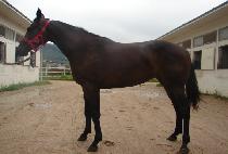 �����꿣�� (QUEEN OF ANGEL) ����