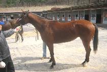 �������� (NICOLE WINDSOR) ����