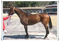 ī���� (CARIB) ����