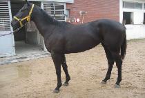 Ȳ�ݿ��� (HWANGGEUM YEOLMAE) ����