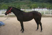 Ȳ�ݿ��� (HWANGGEUM YEONHU) ����