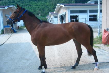 ��ʽ����� ����