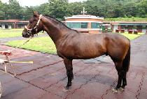 �긮���帲 (BRIEF DREAM) ����