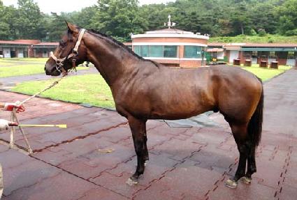 �긮���帲 ����