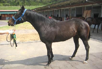 ����Ʈ���� ����