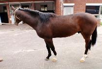 �Ŀ�����ĭ (POWER IS KHAN) ����